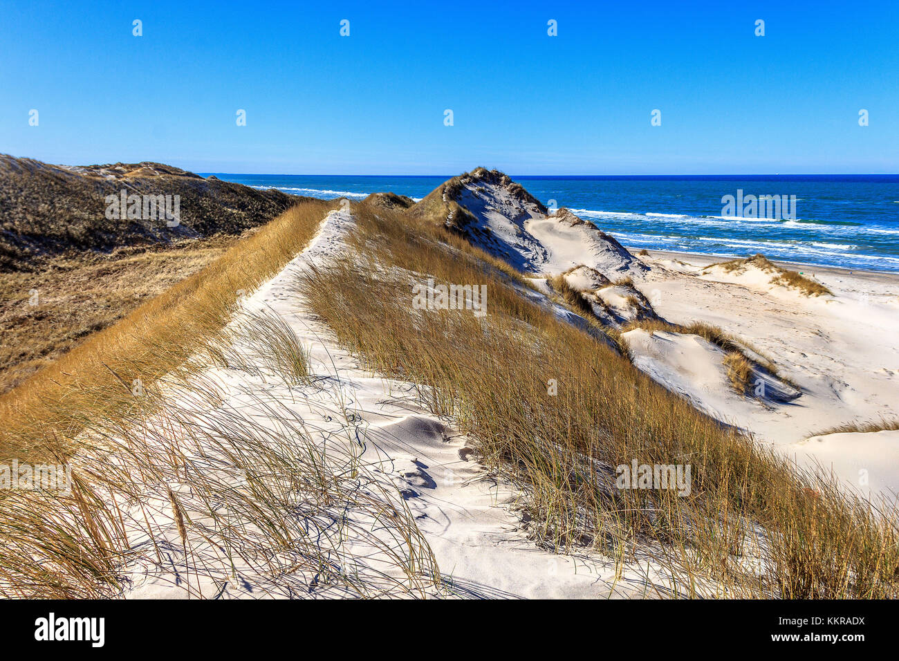 Las dunas cerca de skagen son maravillosos, la naturaleza salvaje Foto de stock
