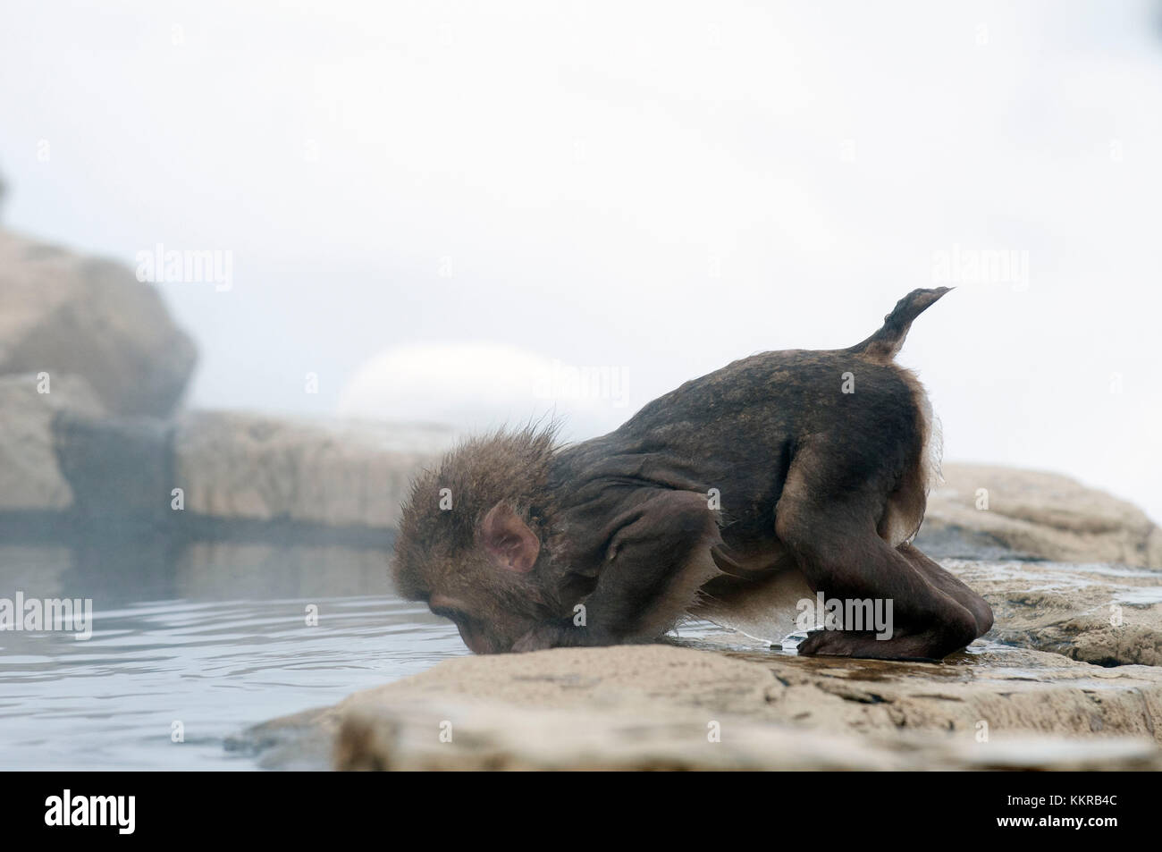 Bebe mono bebiendo agua fotografías e imágenes de alta - Alamy