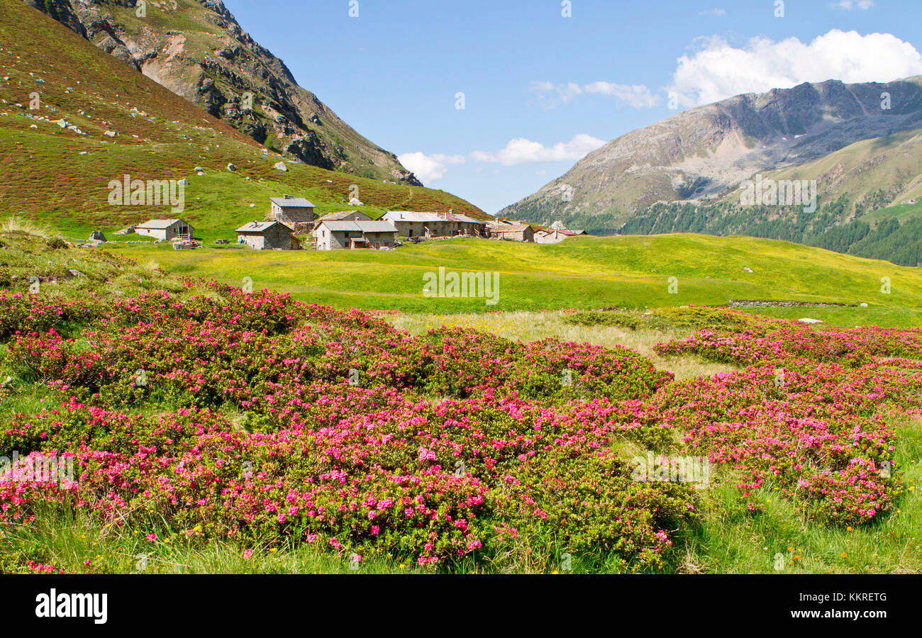 Florece en verano Rezzalo valle en el Parque Nacional de Stelvio. Valtellina, Lombardía, Italia Foto de stock