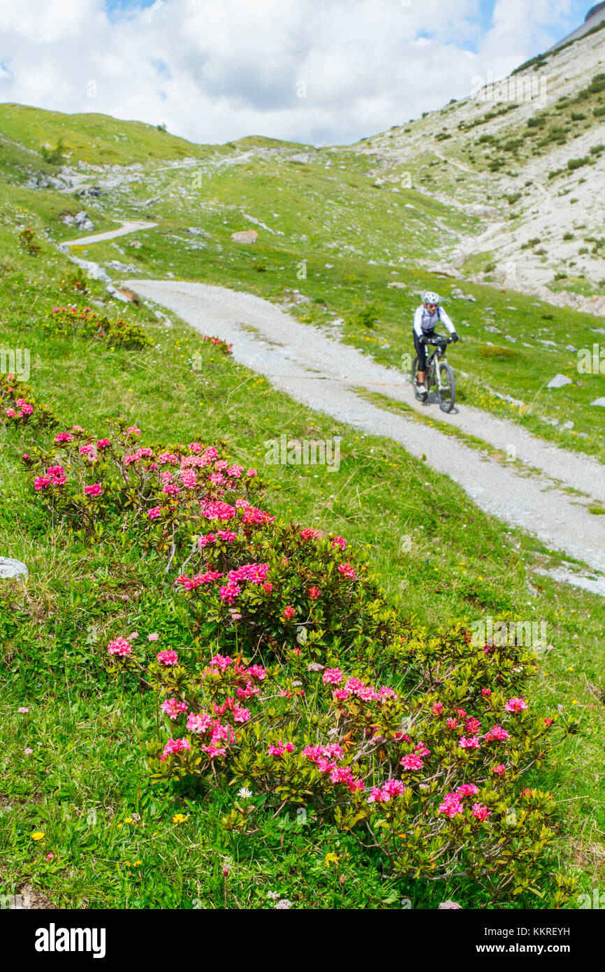 Mtb entre las vías y la floración en verano, el Parque Nacional de Stelvio valtellina, Lombardía, Italia, Europa Foto de stock