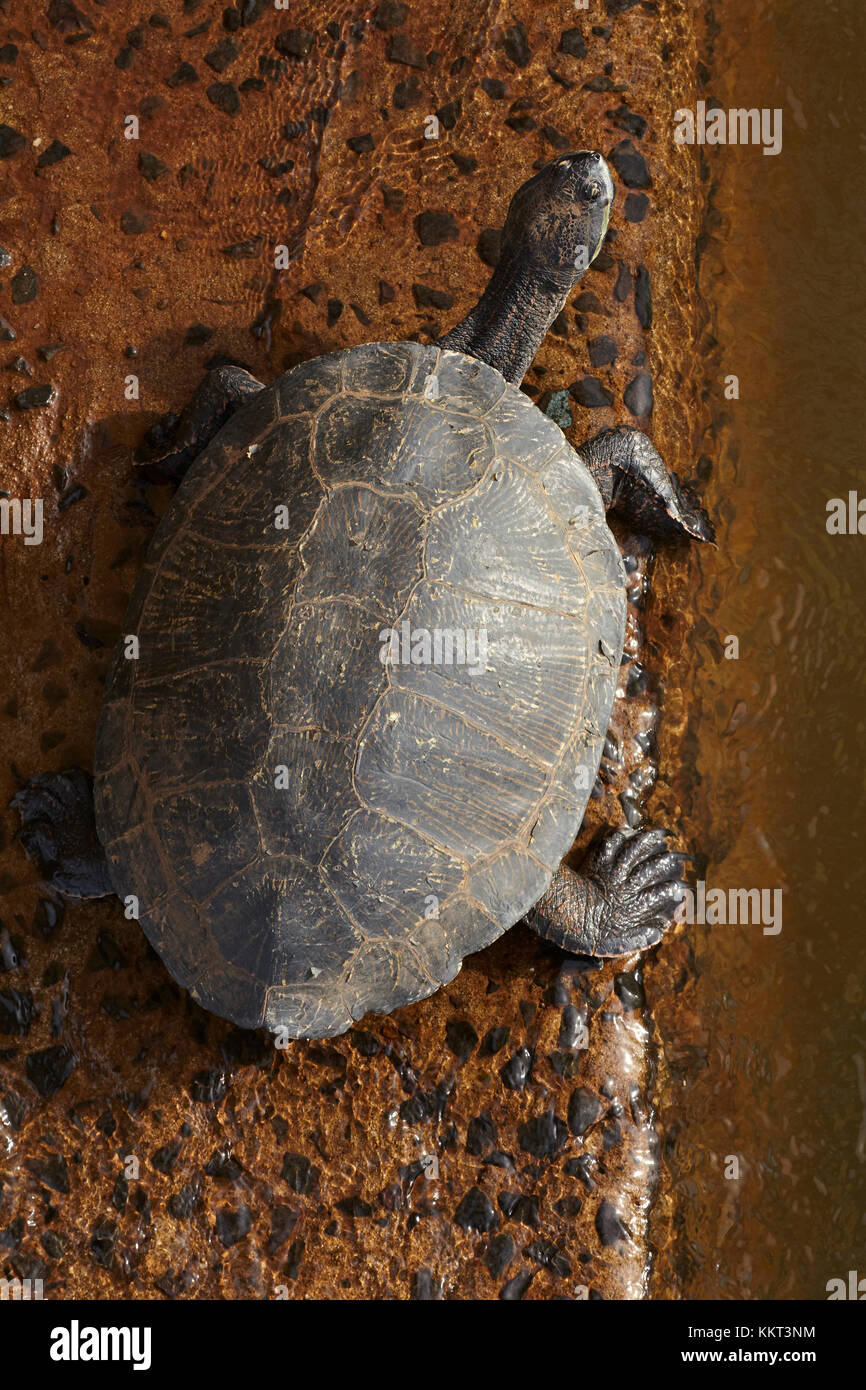 Tortuga, Cataratas del Iguazú, Argentina, América del Sur Foto de stock