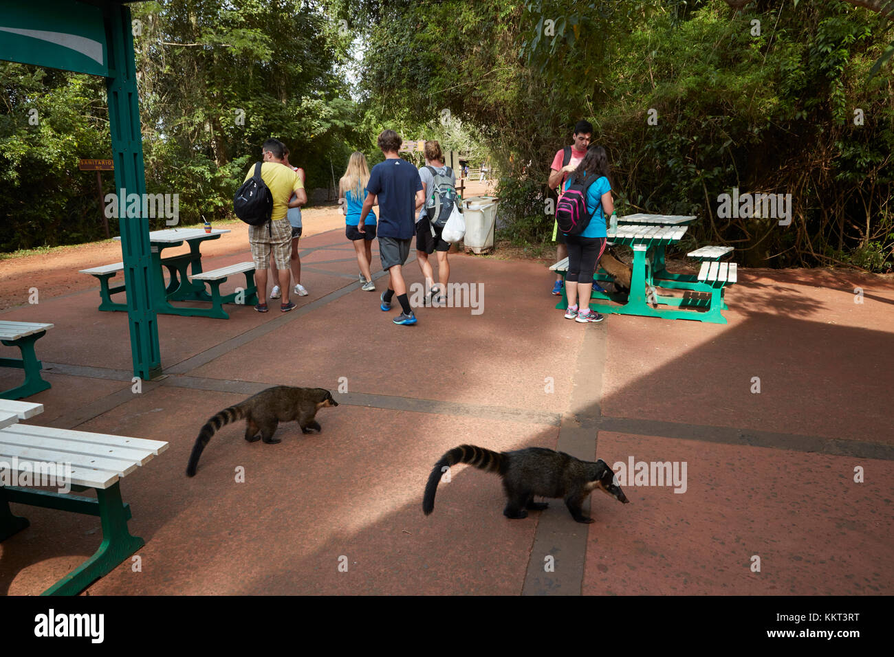 Coatis sudamericanos (Nasua nasua), y turistas en la zona de descanso, Cataratas del Iguazú, Argentina, Sudamérica Foto de stock