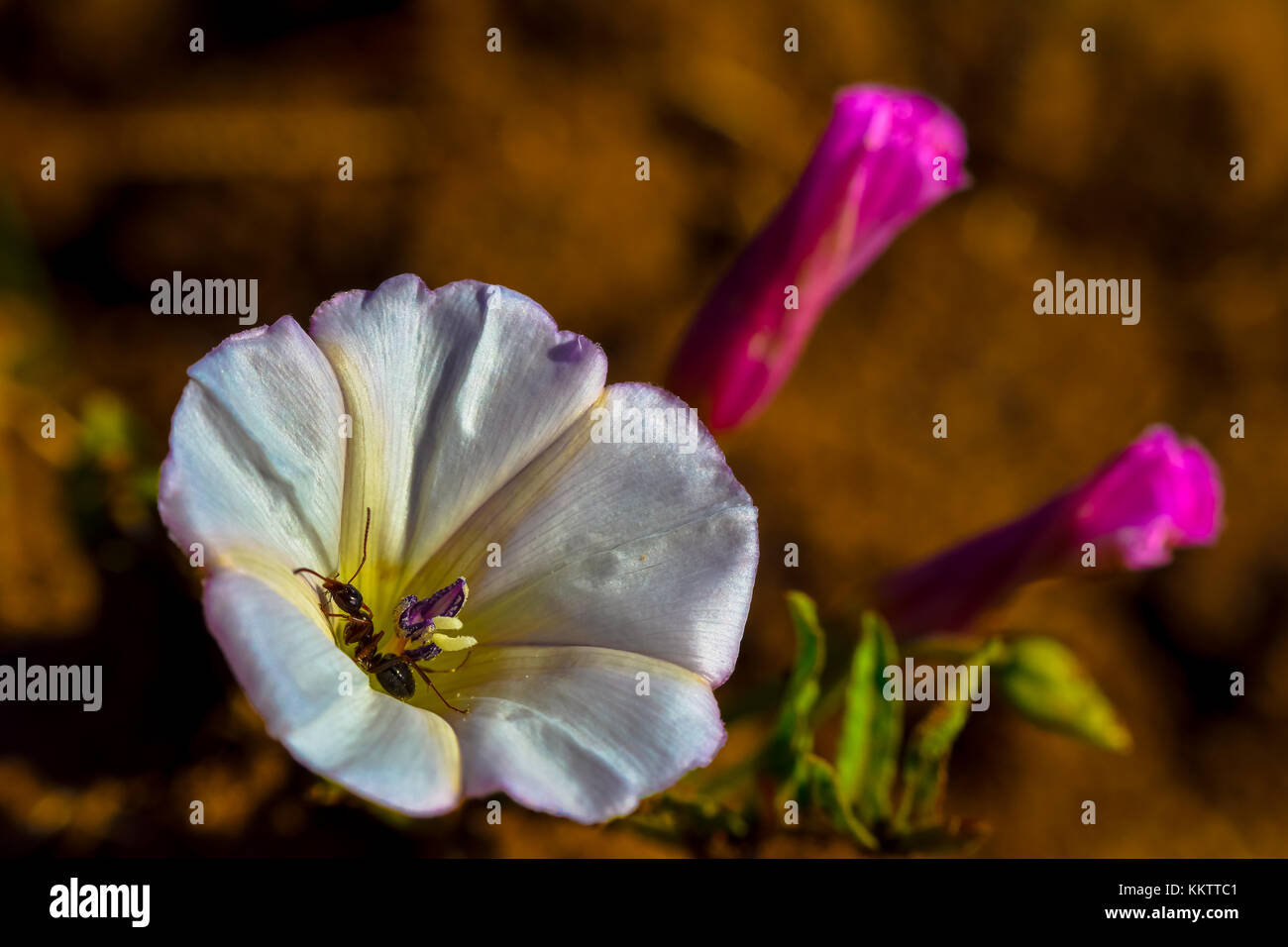 Macro Fotografía de una flor campanilla blanca con flores rosas en el fondo Foto de stock