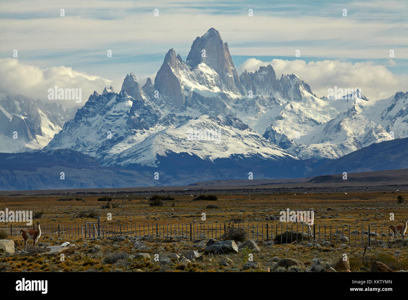 Monte Fitz Roy, Parque Nacional los Glaciares (Patrimonio de la Humanidad), y guanacos salto cerca, Patagonia, Argentina, Sudamérica Foto de stock