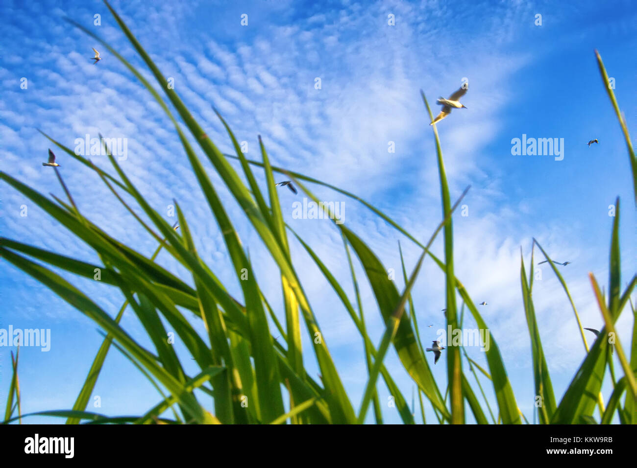 Verano por mar. seaside hierba y gaviotas en un cielo azul. grabar a través de la malla de hierba Foto de stock