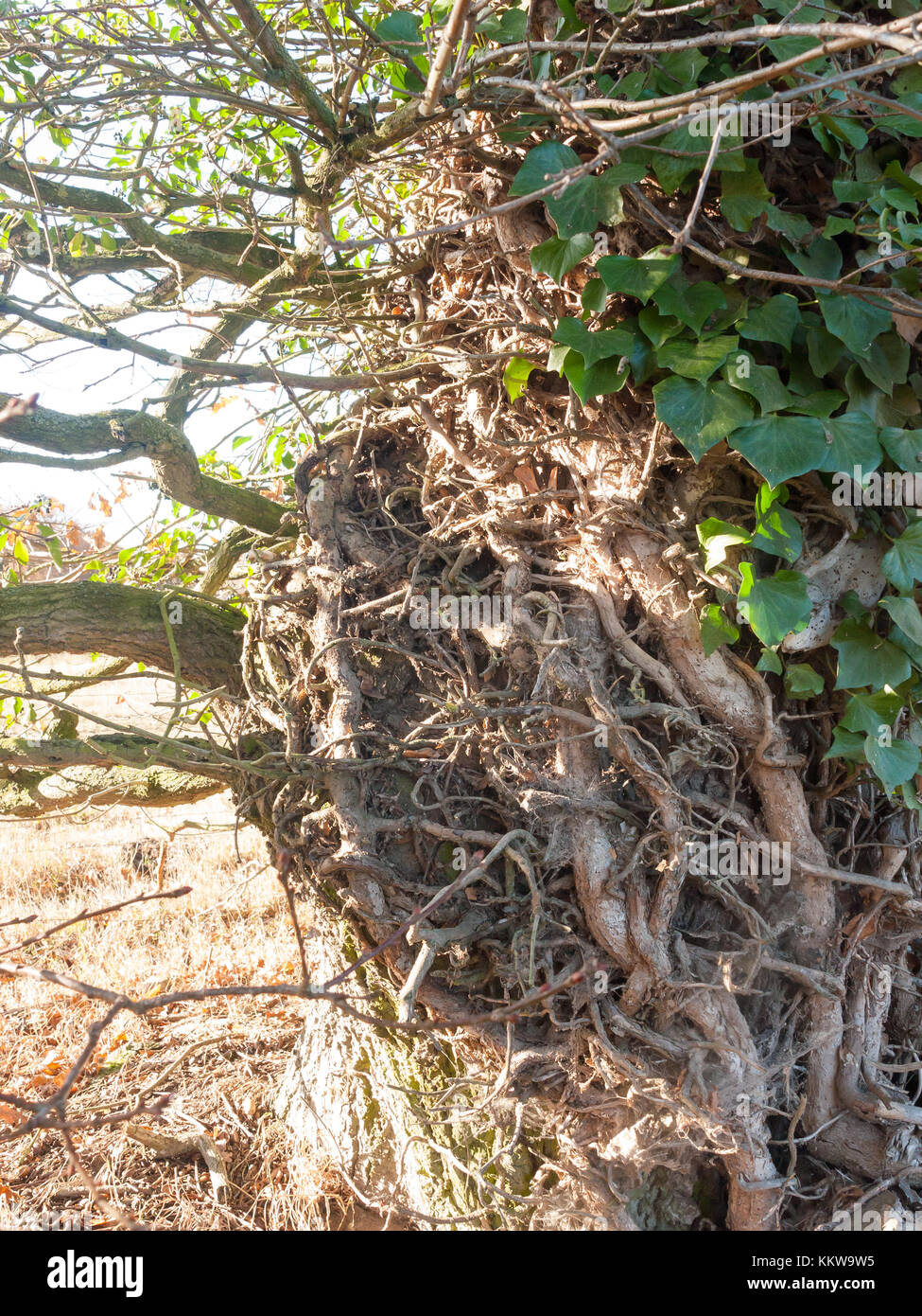 Función de cierre de árbol creciendo raíces ramas envuelto alrededor;  essex; Inglaterra; uk Fotografía de stock - Alamy