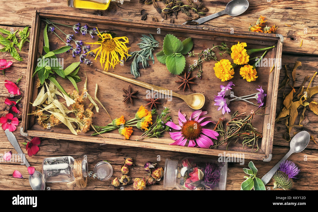 Hierbas y plantas medicinales en una caja de madera.medicina natural.La