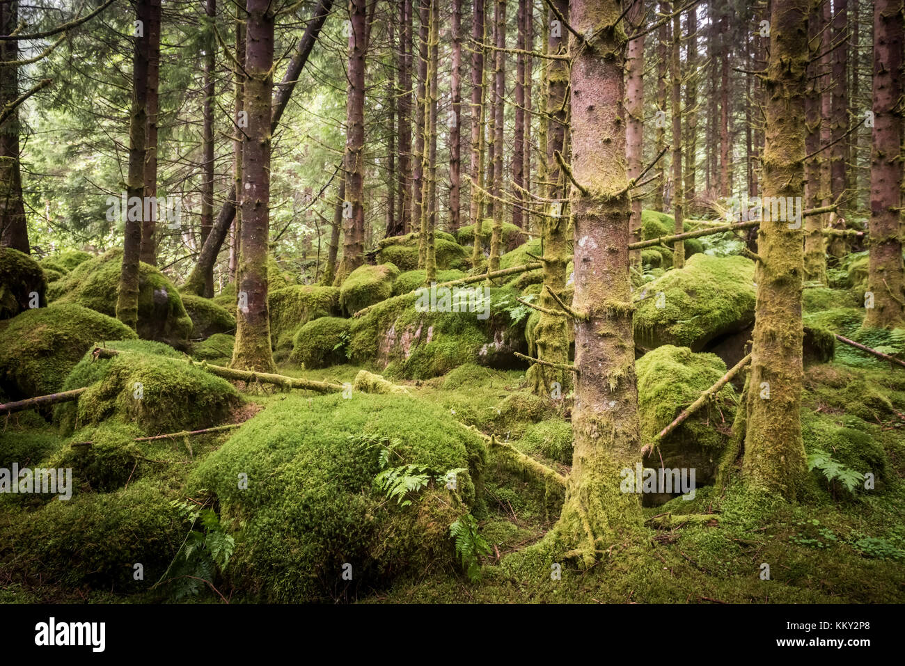 Dark scary húmedo bosque de abeto, fondo verde Foto de stock