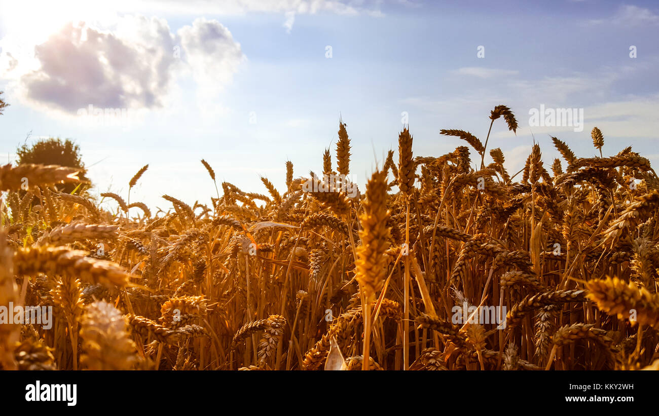 Campo de trigo en verano Foto de stock