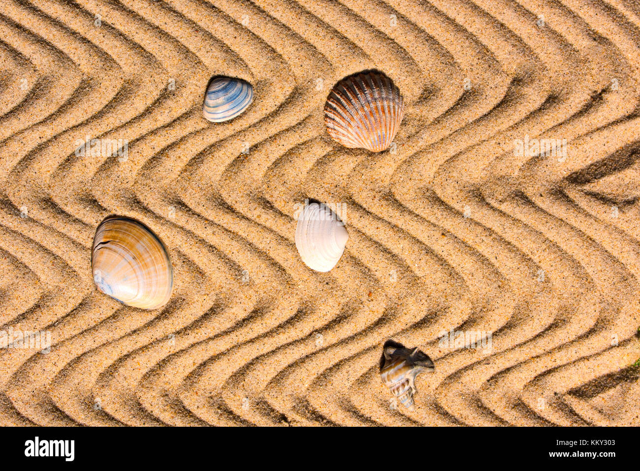 Conchas en la arena ondulada Foto de stock