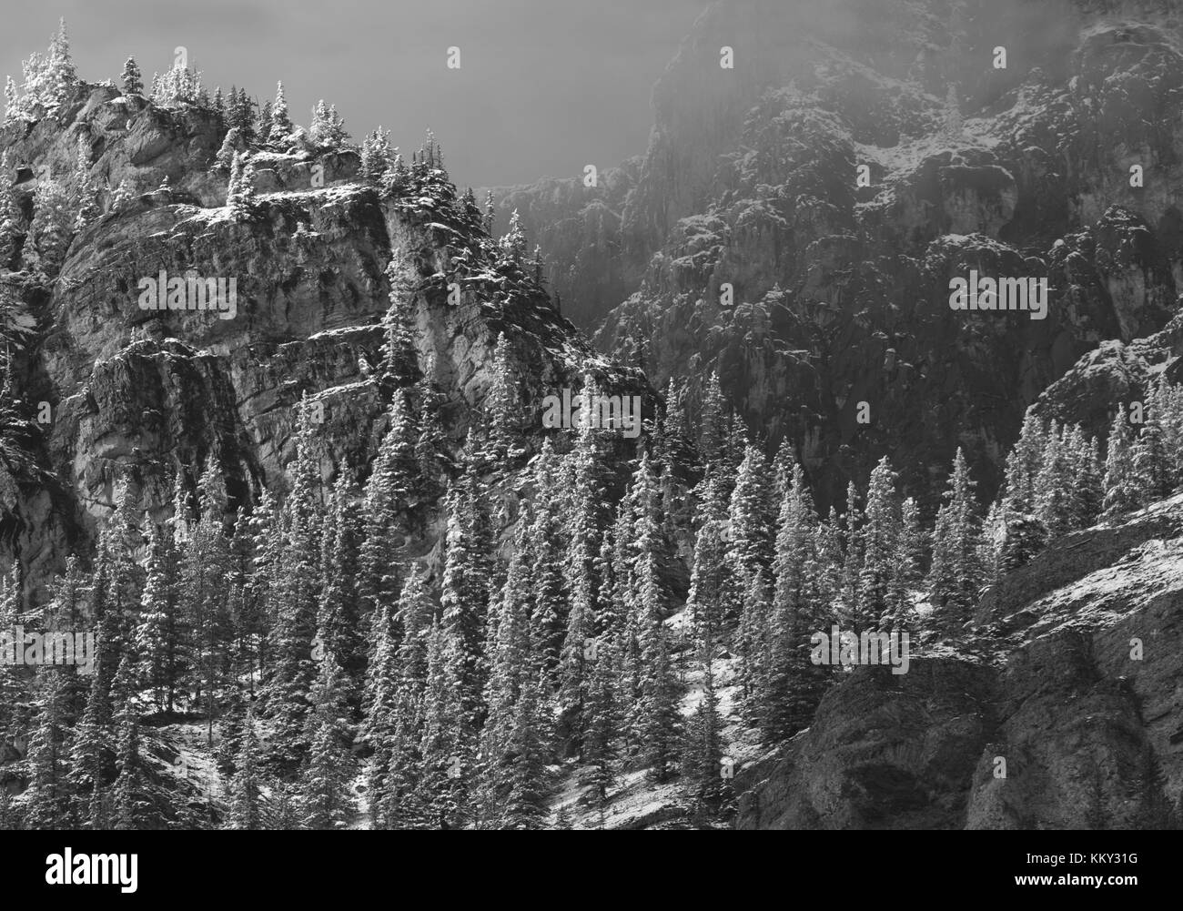 Fotografía en blanco y negro de la nieve sobre los árboles y montañas del valle Bow provincial park en Alberta, Canadá. horizontal tomadas cerca de spray val Foto de stock