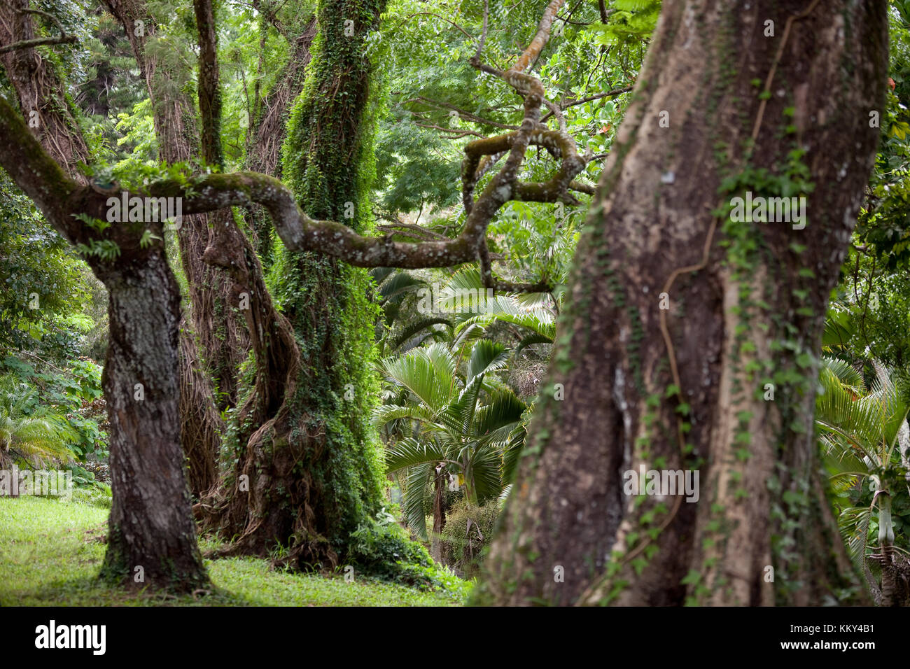 Mauricio - África - Viejos árboles gigantes Foto de stock
