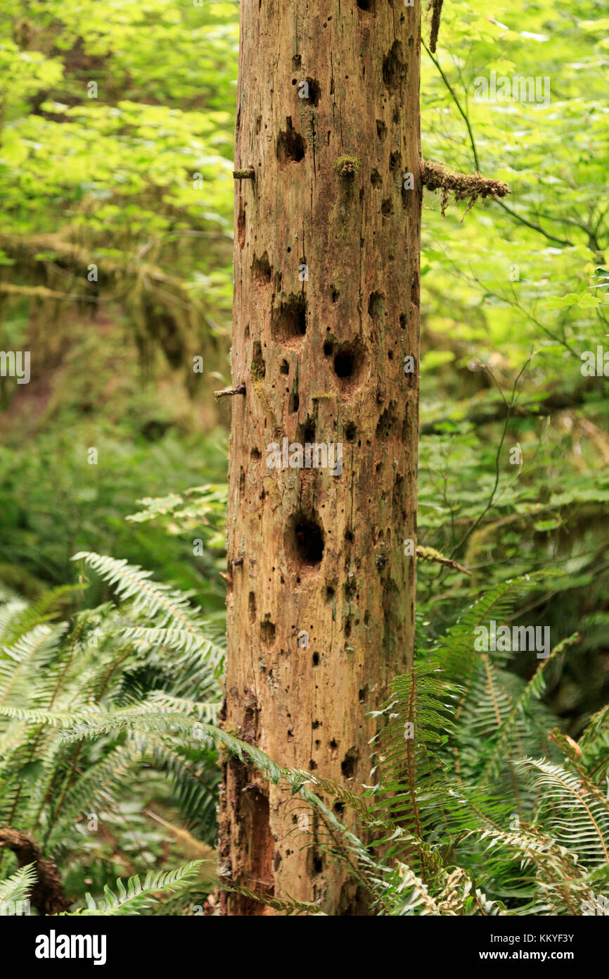 Los agujeros del pájaro carpintero en el árbol, hoh rainforest, uno de los mayores bosques lluviosos templados en EE.UU., el Parque Nacional Olímpico, EE.UU. Foto de stock