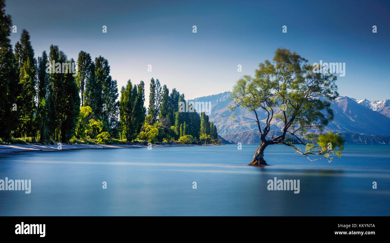 El famoso árbol en el Lago Wanaka Wanaka, Otago, Nueva Zelanda. Foto de stock