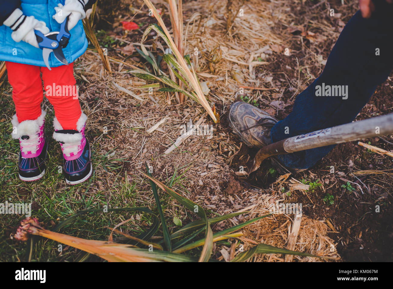 Los niños ayudan a su abuelo cavar en el jardín durante los meses de invierno Foto de stock