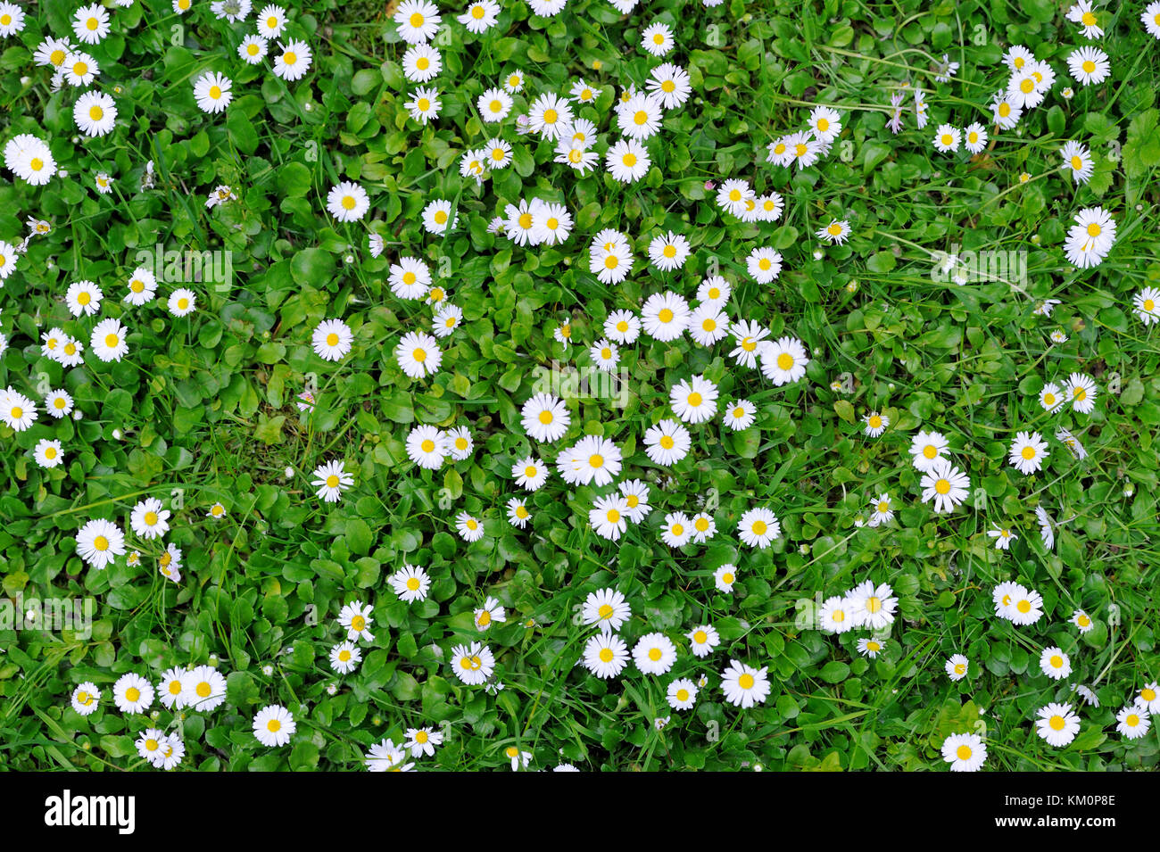 Textura de hierba verde primavera con pequeñas flores blancas Fotografía de stock - Alamy Textura de hierba verde primavera con pequeñas flores blancas Fotografía de stock - Alamy