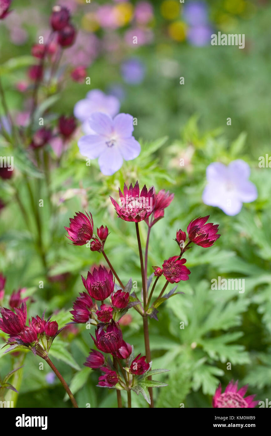 Astrantia y geranios en una frontera herbácea. Foto de stock