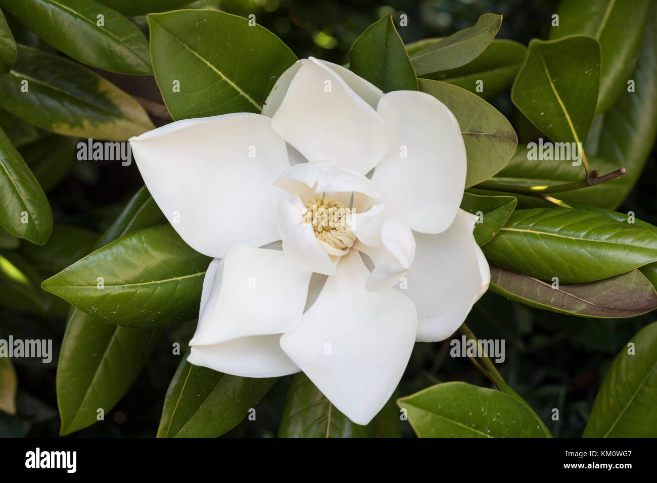 Primer plano de una hermosa grandiflora blanca de Magnolia en flor, Inglaterra, Reino Unido Foto de stock