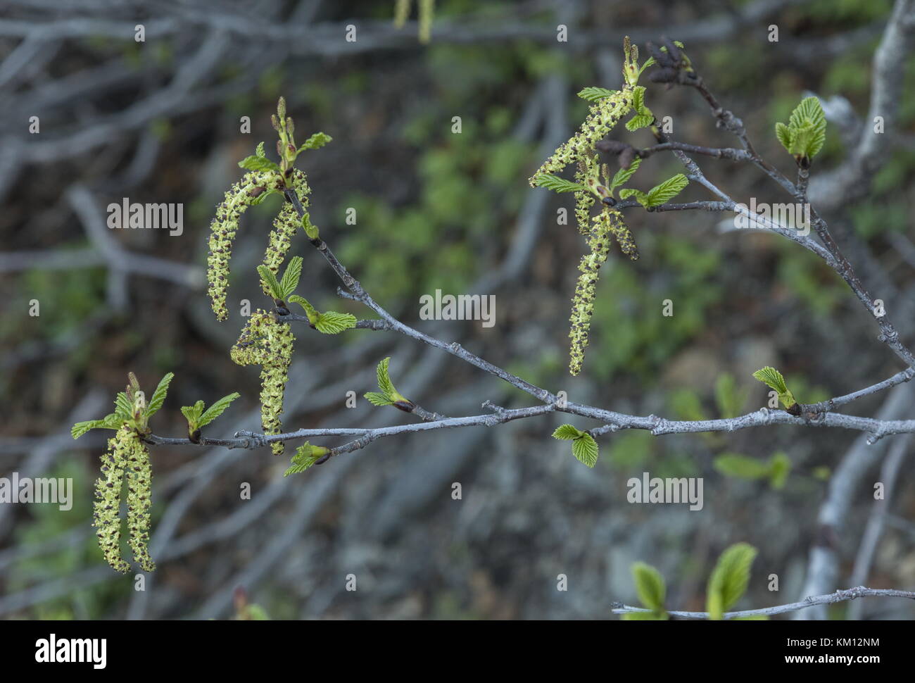 Verde aliso, Alnus viridis subsp. crispa, amentos masculinos en primavera; Terranova. Foto de stock