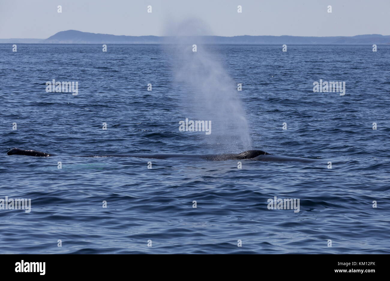 La ballena jorobada, Megaptera novaeangliae, revistiendo a respirar. Foto de stock