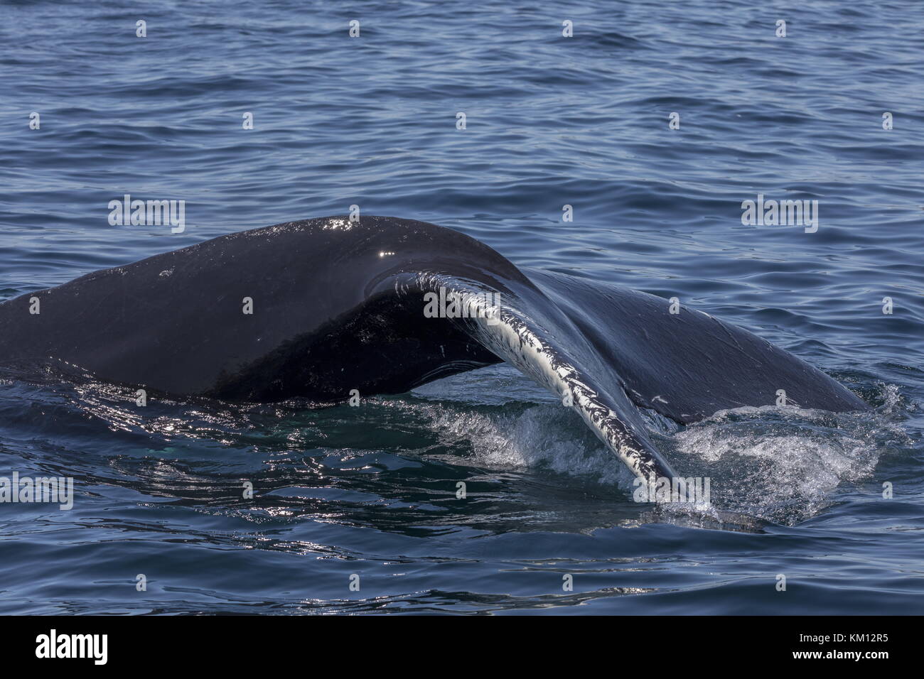 Distintivo de aleta de cola, o fluke, de ballena jorobada, Megaptera novaeangliae, buceo en las costas de Terranova. Foto de stock