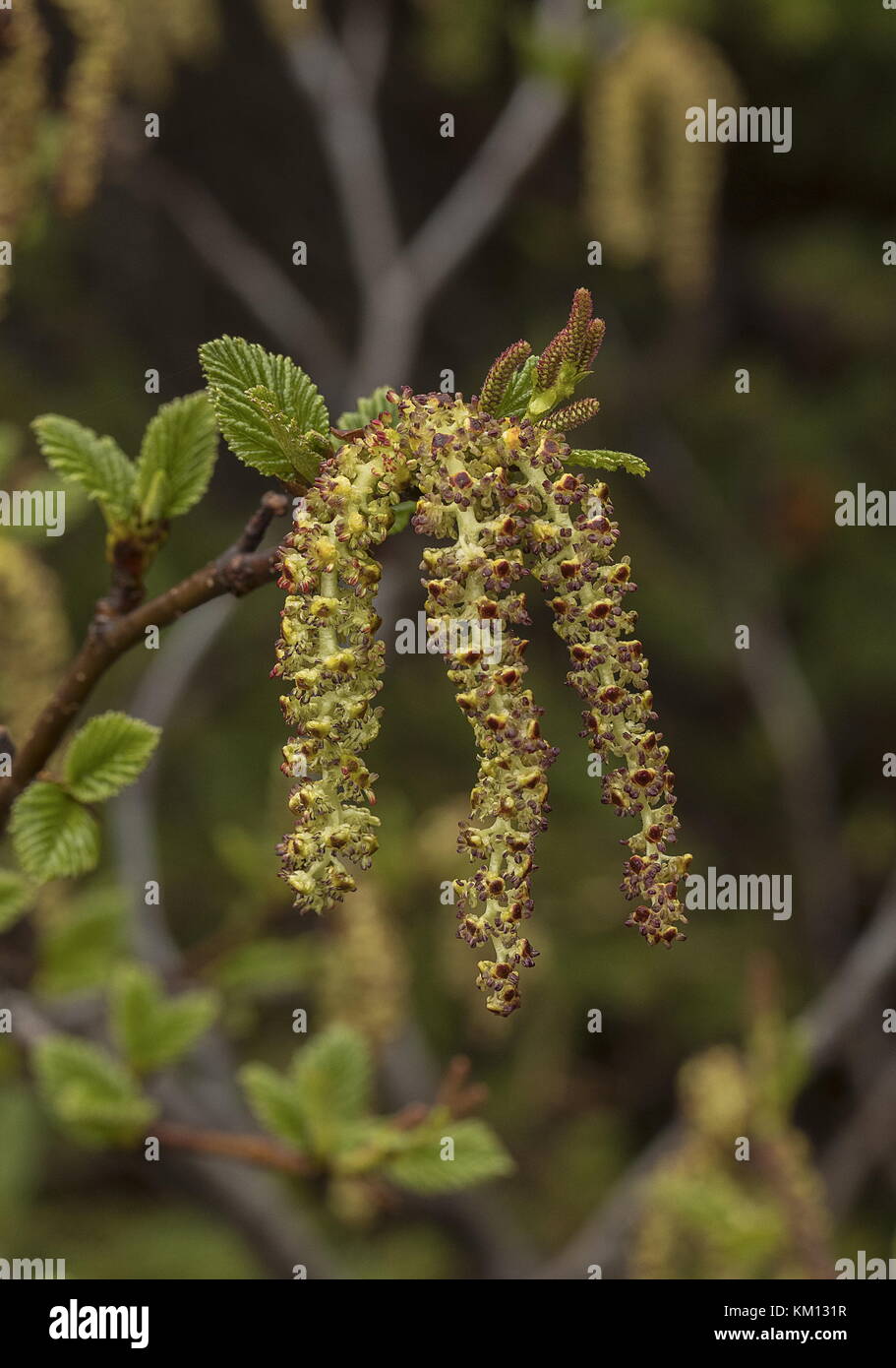 Verde aliso, Alnus viridis subsp. crispa, amentos masculinos en primavera; Terranova. Foto de stock