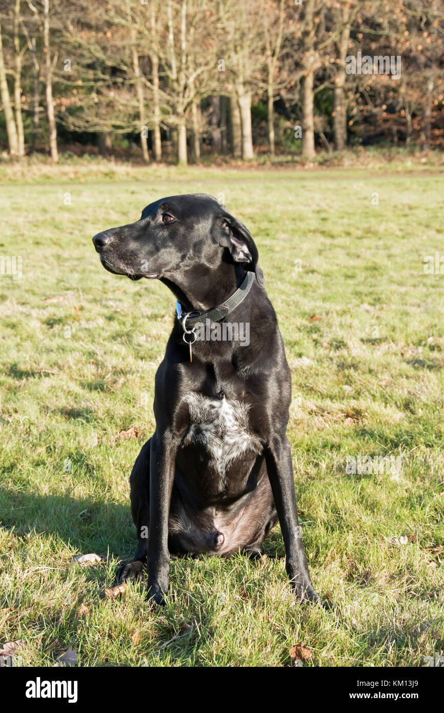 Perro negro raza cruzada Fotografía de stock - Alamy