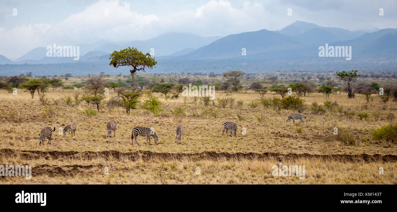 Paisaje en Kenya, con los animales, los árboles y las colinas Foto de stock