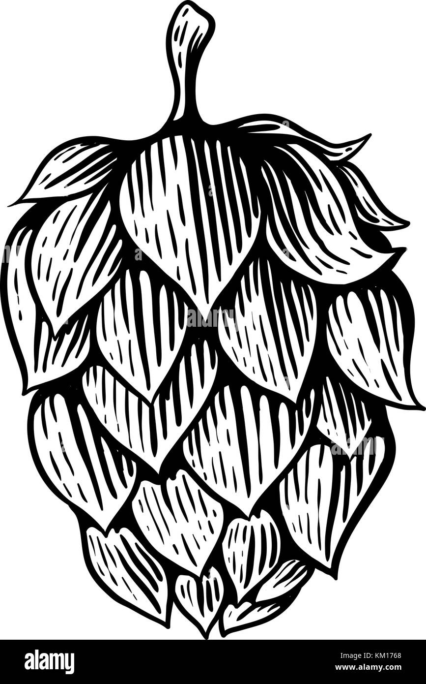 La cerveza lúpulo en estilo de grabado. elemento de diseño ...