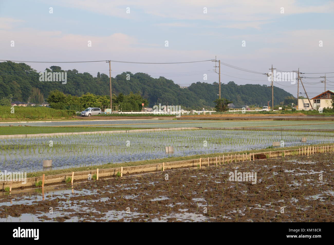 Campos de arroz en Japón Foto de stock