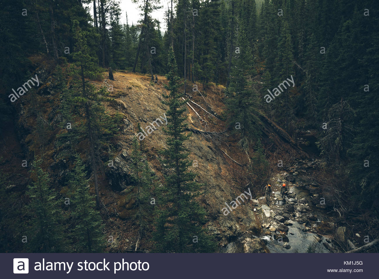 Hunters Creek, en el cruce de bosque remoto Foto de stock
