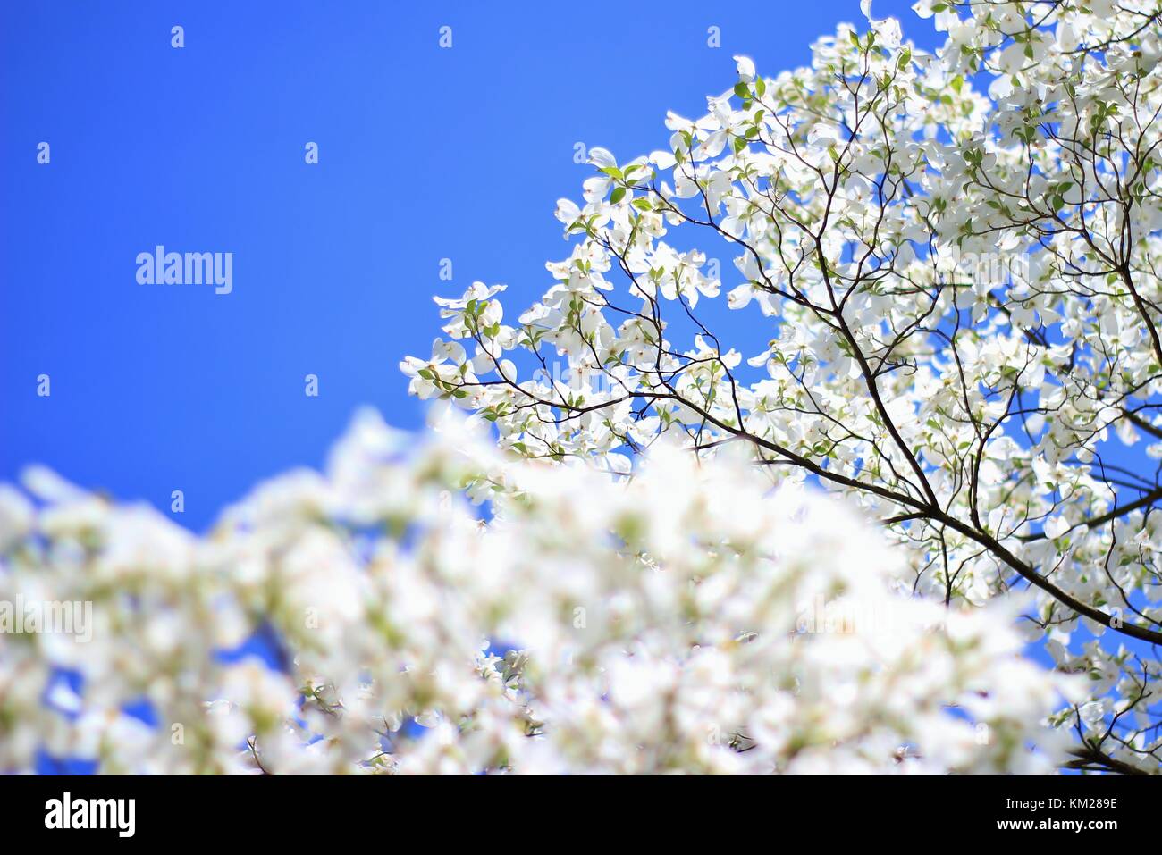 Dogwood Tree Blossoms El Blanco Mas Puro De Los Colores En La Naturaleza Fotografia De Stock Alamy Dogwood Tree Blossoms El Blanco Mas Puro De Los Colores En La Naturaleza Fotografia De Stock Alamy