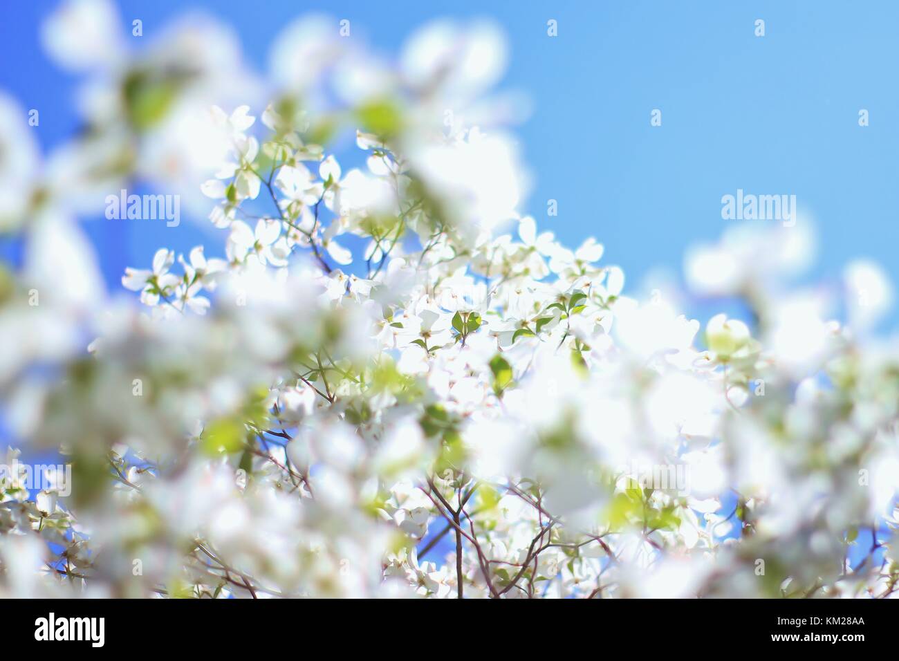 Dogwood Tree Blossoms El Blanco Mas Puro De Los Colores En La Naturaleza Fotografia De Stock Alamy Dogwood Tree Blossoms El Blanco Mas Puro De Los Colores En La Naturaleza Fotografia De Stock Alamy