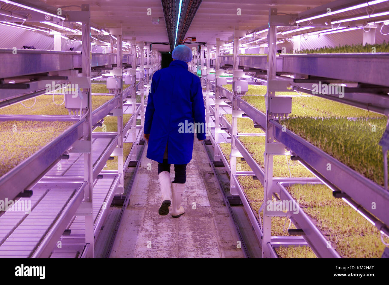 Londres, Reino Unido. 06Th nov, 2017 Steven dring caminando por los estantes en un raid aéreo antiguo bunker en Londres, Reino Unido, 06 de noviembre de 2017. Las hierbas están siendo cultivadas en los estantes bajo la luz de estado del arte de las lámparas LED. Crédito: Fabian granulomatosis/dpa/alamy live news Foto de stock