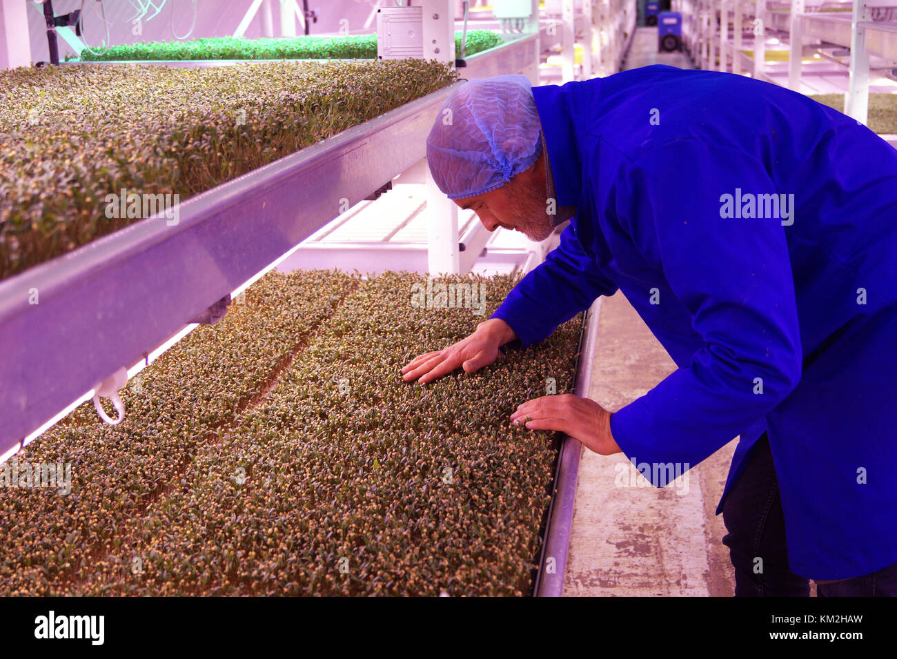 Londres, Reino Unido. 06Th nov, 2017 Steven dring evaluar la cosecha en un raid aéreo antiguo bunker en Londres, Reino Unido, 06 de noviembre de 2017. Las hierbas están siendo cultivadas en los estantes bajo la luz de estado del arte de las lámparas LED. Crédito: Fabian granulomatosis/dpa/alamy live news Foto de stock