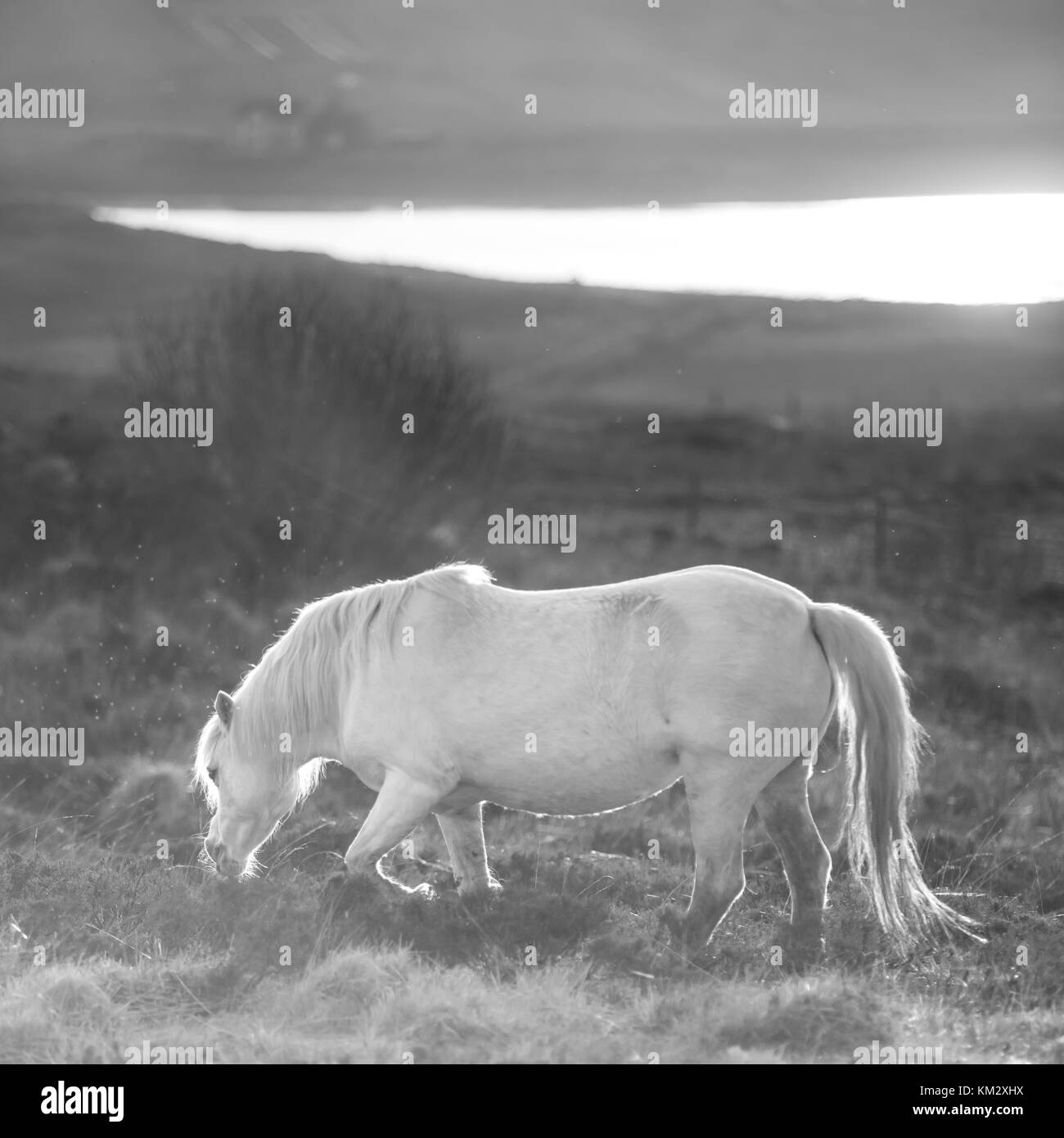Caballo blanco - semental y atardecer paisaje andaluz Foto de stock