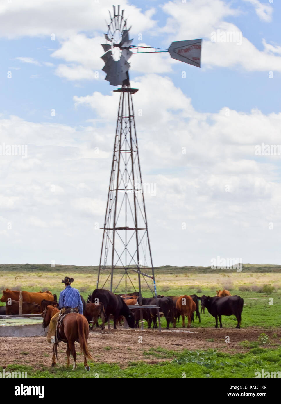 Un vaquero tiene ganado en un depósito lleno de stock por el molino de viento Foto de stock
