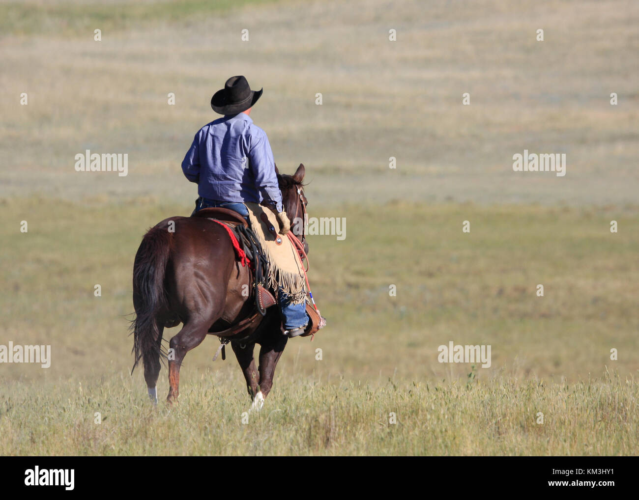 Un vaquero solitario paseos por el gran wyoming pradera abierta Foto de stock