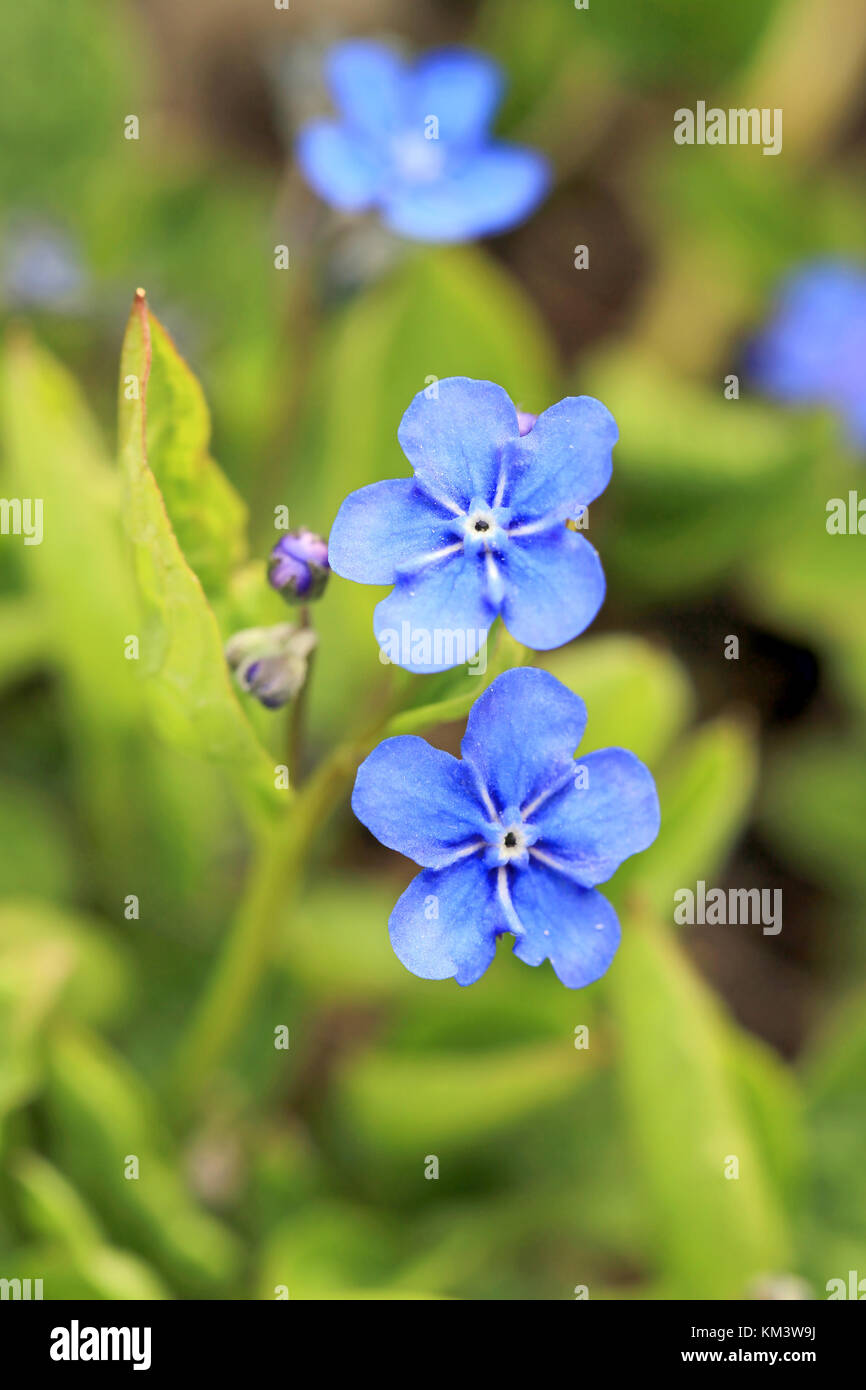 Flores azules de omphalodes verna, también conocido por los nombres comunes  navelwort rastreras o blue-eyed mary, cerca al muelle Fotografía de stock -  Alamy