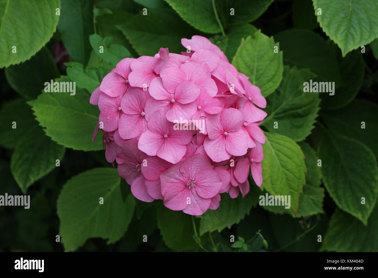 Rosa Hortensia Foto de stock