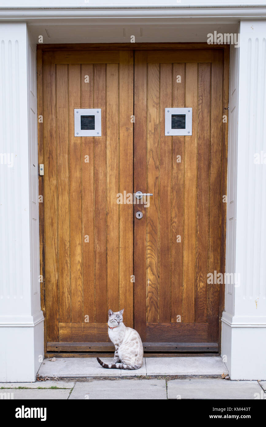 Gato de Bengala gato blanco luciendo el collar de Bell, sentado frente a una puerta de madera Foto de stock