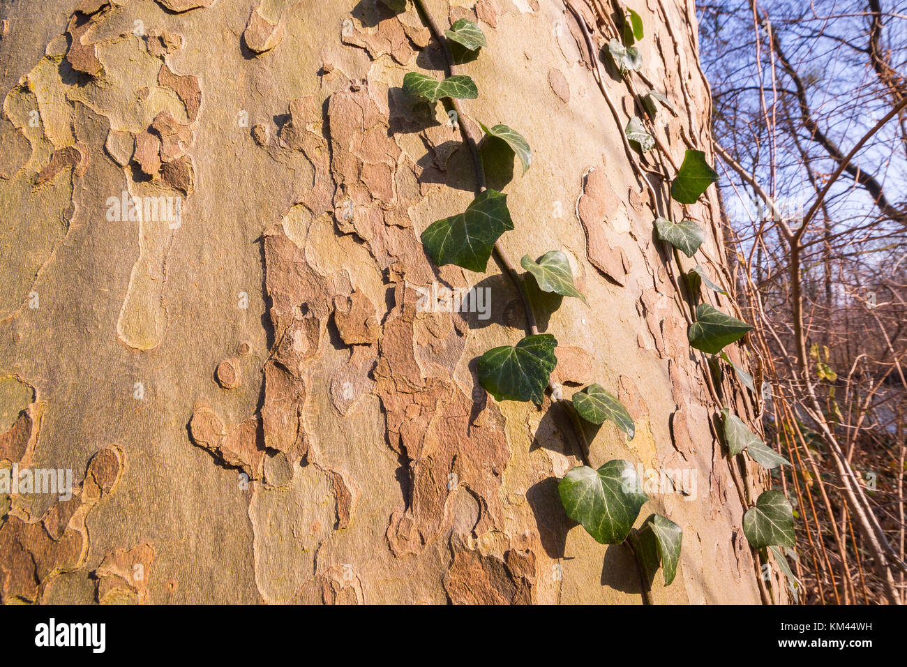Ivy parásito de árbol Foto de stock