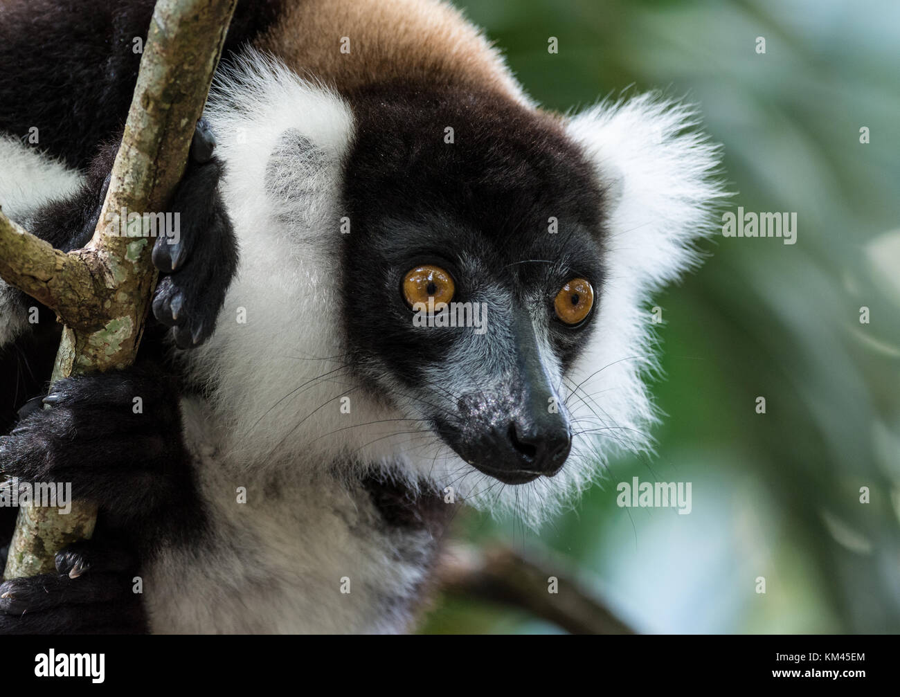 Un críticamente amenazadas en blanco y negro ruffed lemur (varecia variegata). Madagascar, África. Foto de stock