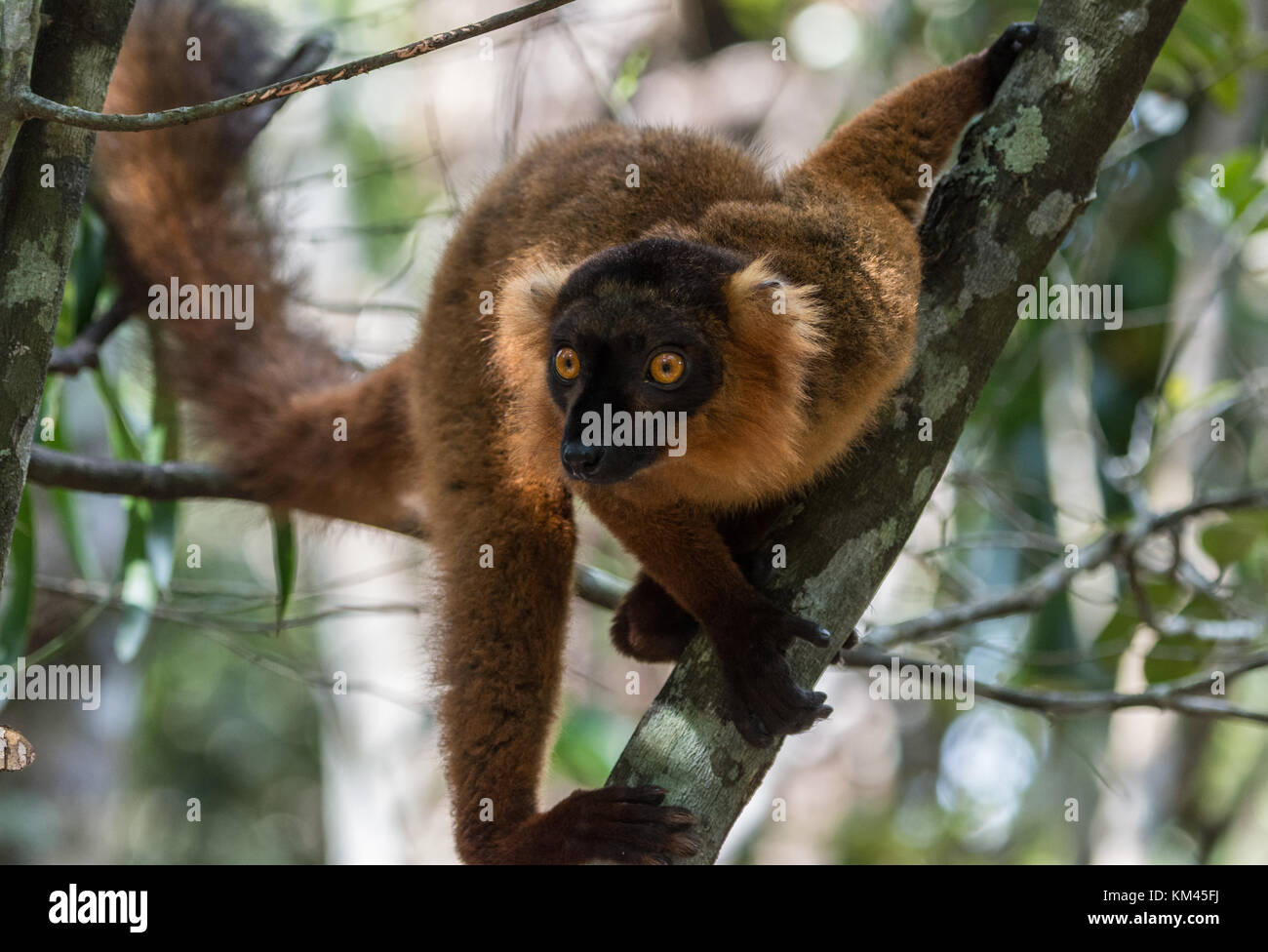 Un críticamente en peligro rojo ruffed lemur (varecia rubra). Madagascar, África. Foto de stock