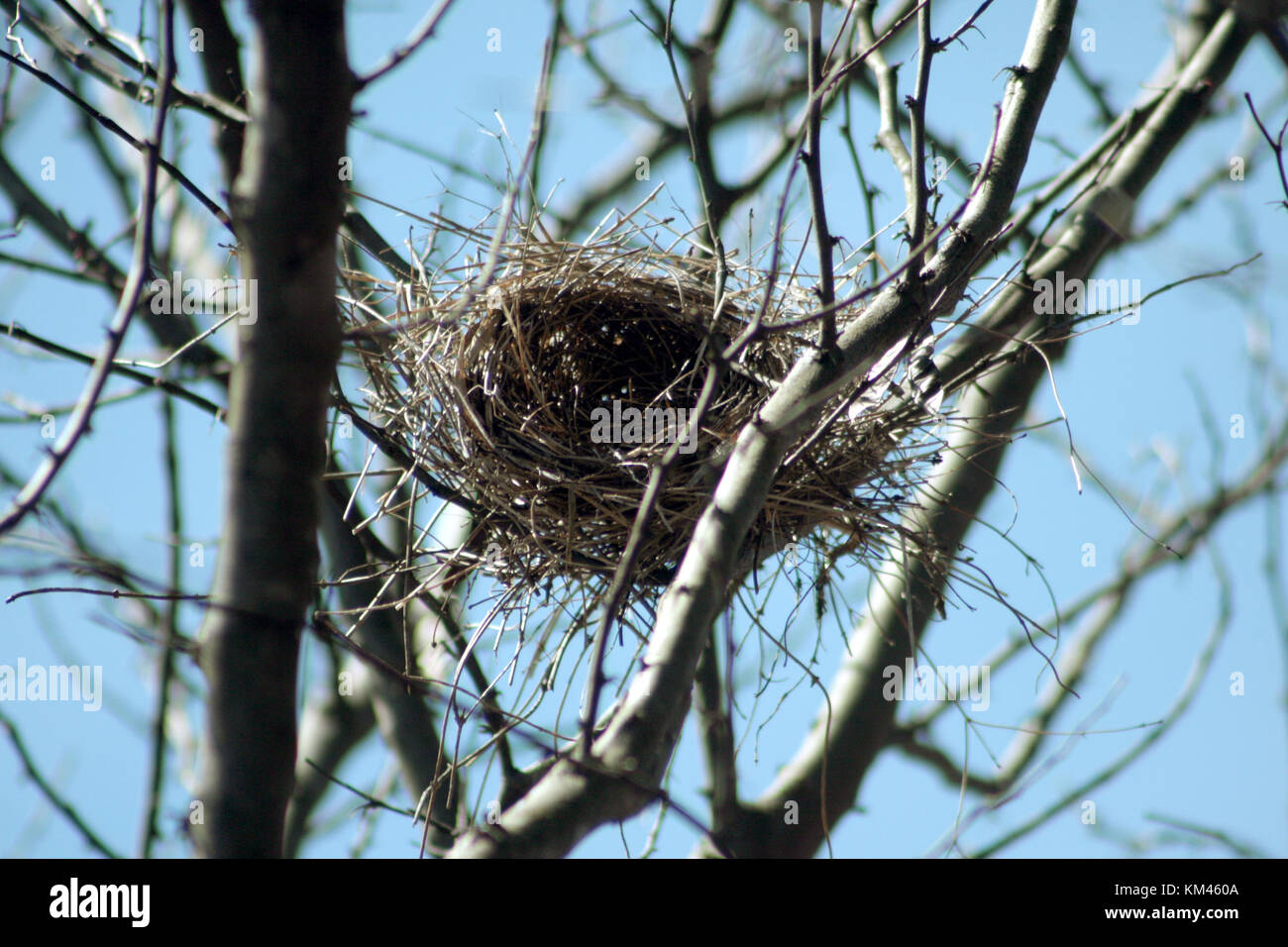 estrategia Detallado Regulación Nido de pájaros pequeños fotografías e imágenes de alta resolución - Alamy