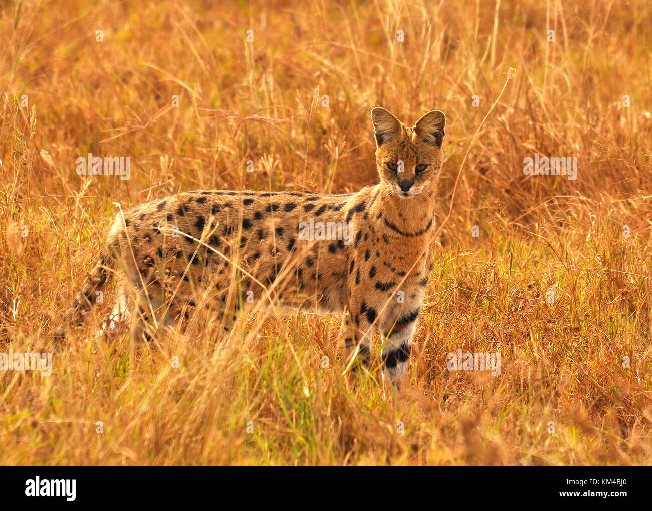 Gato Serval (Leptailurus serval) caminando a través de la caza de la hierba de la sabana para la presa. Tomado dentro del parque nacional de Serengeti, Tanaznia Foto de stock