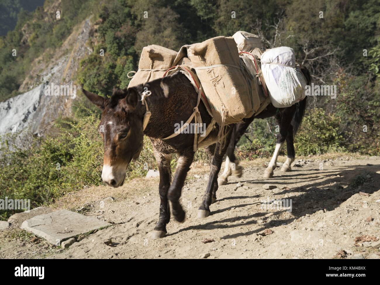 Los burros el transporte de cargas pesadas a su destino remoto en la
