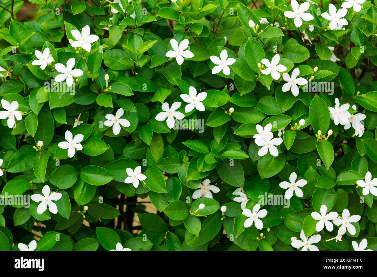 Flor de jazmín blanco fotografías e imágenes de alta resolución - Alamy