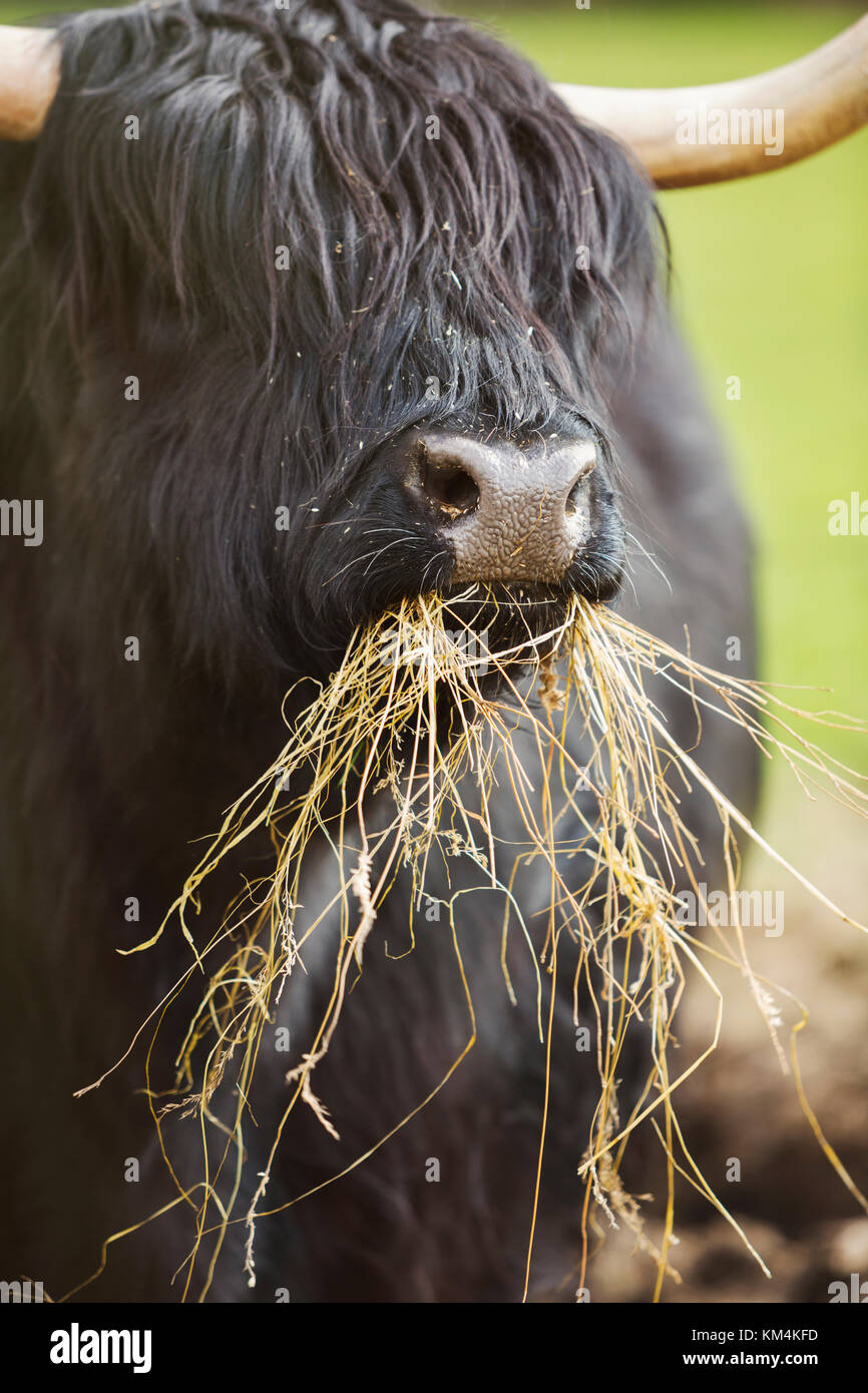 Negro scottish highland ganado con largo ondulado alimentándose de heno. Foto de stock