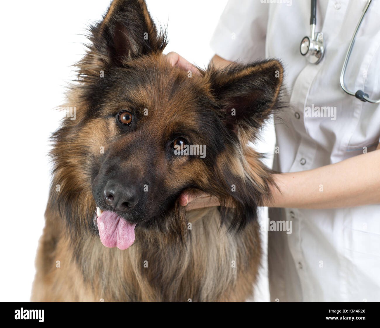 Perro Pastor y veterinaria mascotas doc aislado en blanco Foto de stock